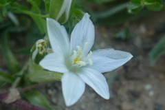 Ornithogalum baeticum