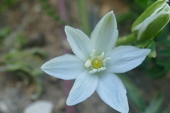 Ornithogalum baeticum