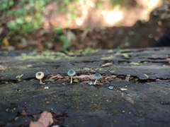 Mycena cyanocephala