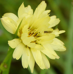 Pyrrhopappus pauciflorus