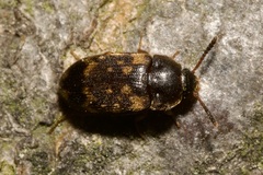 Mycetophagus atomarius