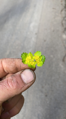 Chrysosplenium alternifolium