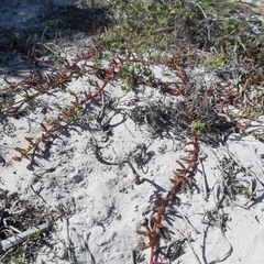 Mesembryanthemum canaliculatum