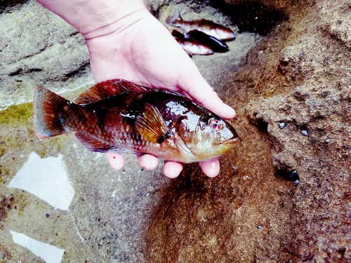 Notolabrus tetricus