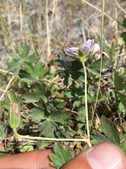 Geranium californicum