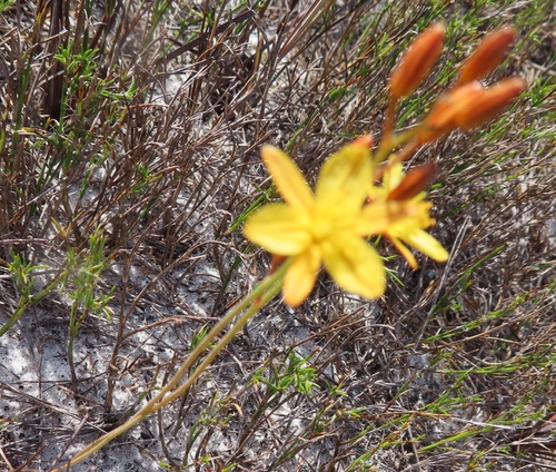 Image of Bulbine favosa by (c) linkie, some rights reserved (CC BY)
