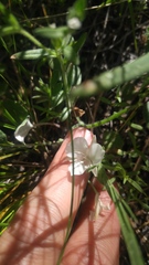 Calochortus minimus
