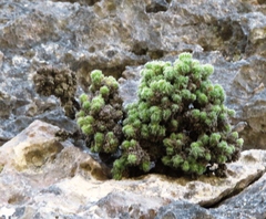 Erica occulta