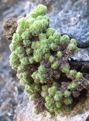 Erica occulta