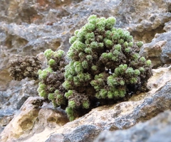 Erica occulta