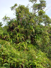 Freycinetia arborea