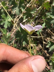 Geranium californicum