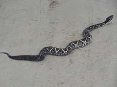 Bothrops jararacussu