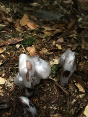 Monotropastrum humile