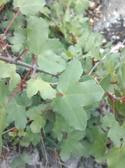 Acer monspessulanum