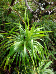 Freycinetia arborea