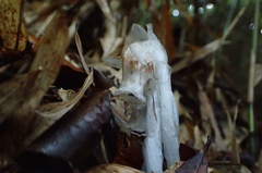 Monotropastrum humile