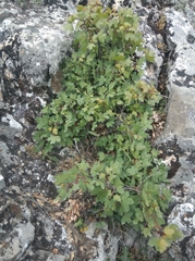 Acer monspessulanum