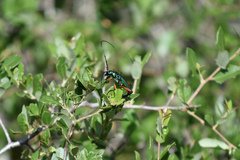 Plinthocoelium suaveolens