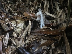 Monotropastrum humile