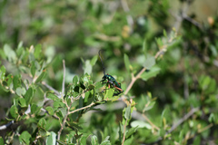 Plinthocoelium suaveolens