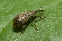 Trichopterapion holosericeum