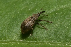 Trichopterapion holosericeum