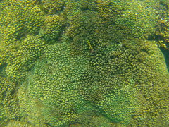 Thalassoma lucasanum