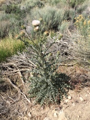 Cirsium occidentale