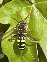 Nomada marshamella