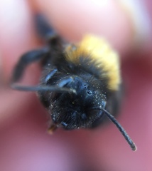 Andrena