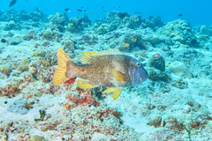 Lethrinus erythracanthus