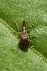 Trichopterapion holosericeum