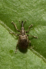 Trichopterapion holosericeum