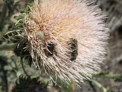 Cirsium occidentale