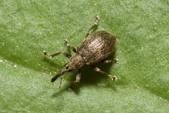 Trichopterapion holosericeum