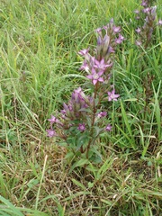 Gentianella praecox