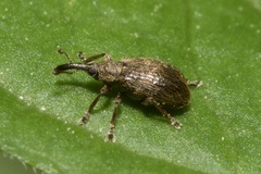 Trichopterapion holosericeum