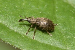 Trichopterapion holosericeum