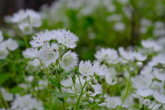 Phacelia fimbriata