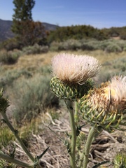 Cirsium occidentale