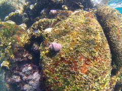 Opeatostoma pseudodon