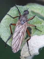 Empis opaca