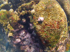 Opeatostoma pseudodon