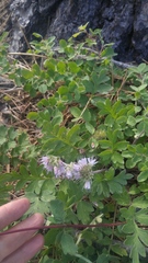 Hydrophyllum occidentale
