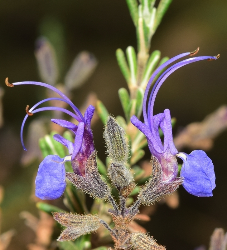 Hương thảo (Salvia rosmarinus)