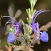 Salvia jordanii - Photo (c) faluke, μερικά δικαιώματα διατηρούνται (CC BY-NC), uploaded by faluke