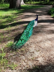 Pavo cristatus