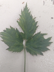 Epitrimerus gibbosus