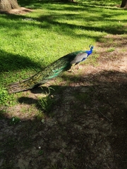 Pavo cristatus